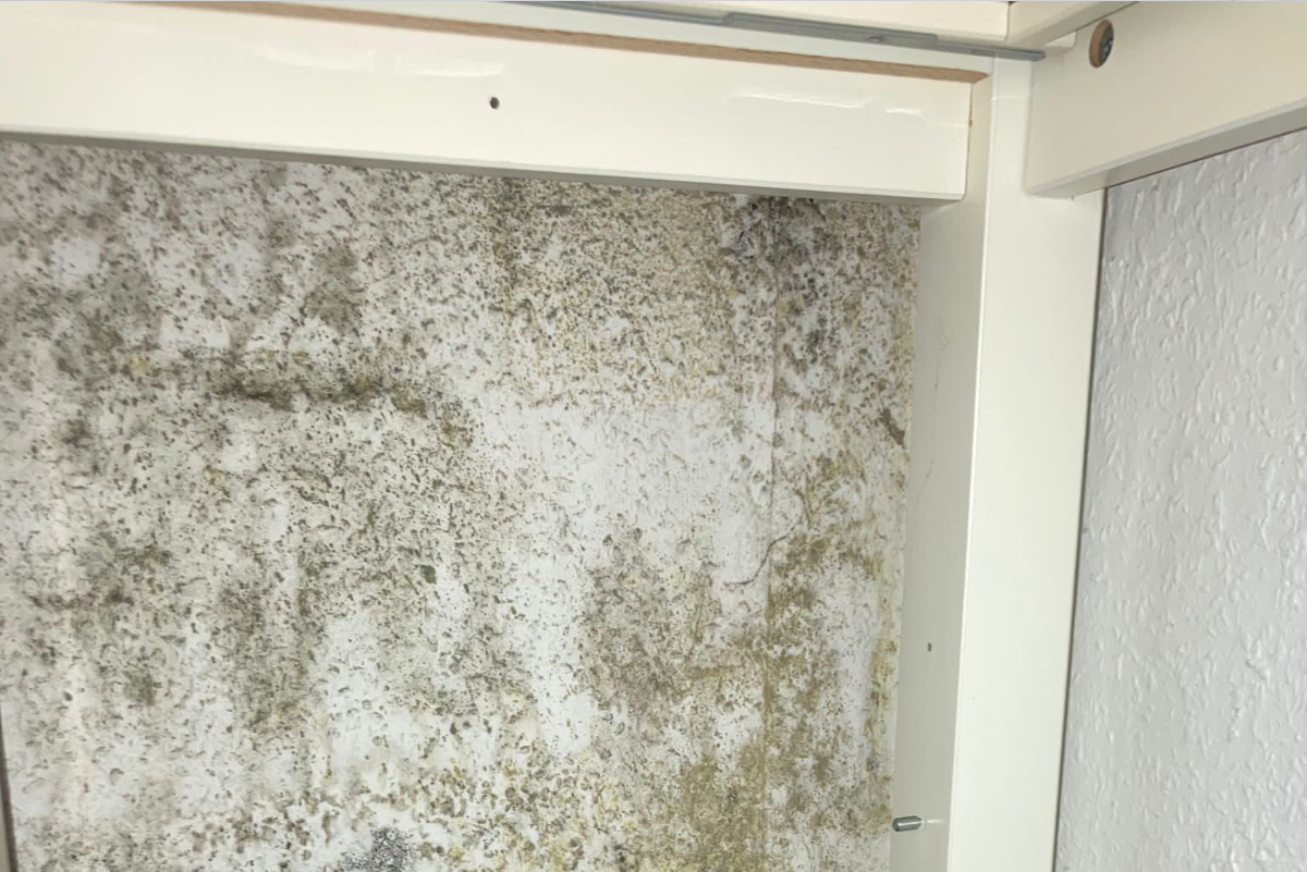 schimmel an innenwand mit holz